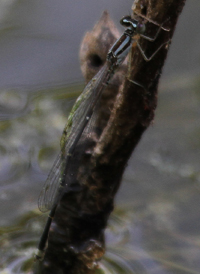 Orange Bluet